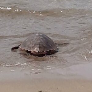 La tartaruga marina "Pan" torna libera dopo le cure