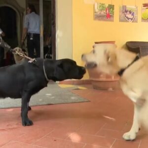 Open day alla scuola cani guida della Regione Toscana